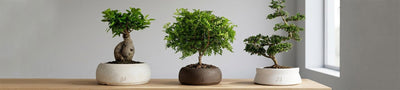 Bonsai da interno