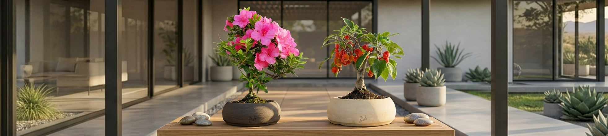 Bonsai da Esterno