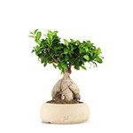 Offerta Bonsai