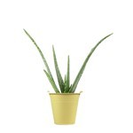 Offerta Piante Grasse