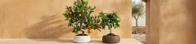 Bonsai di agrumi