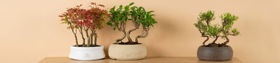 Bonsai Boschetto