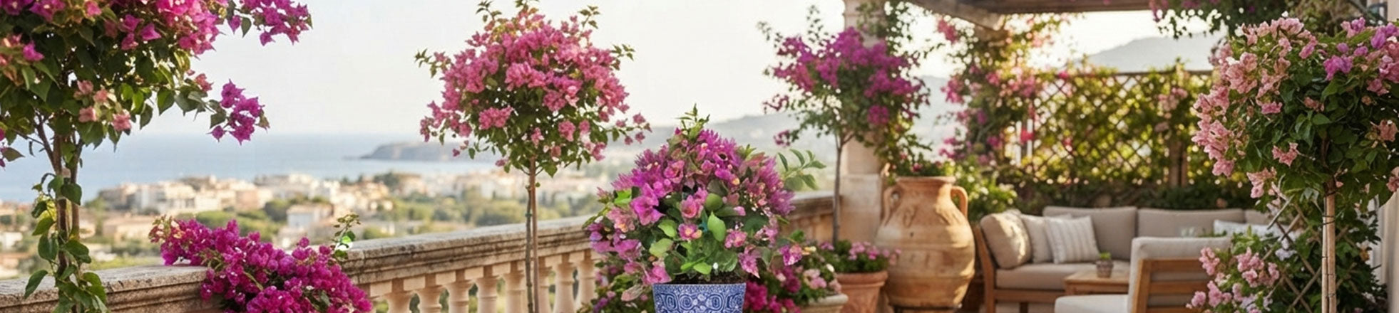 Bouganvillea