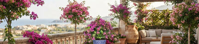 Bouganvillea