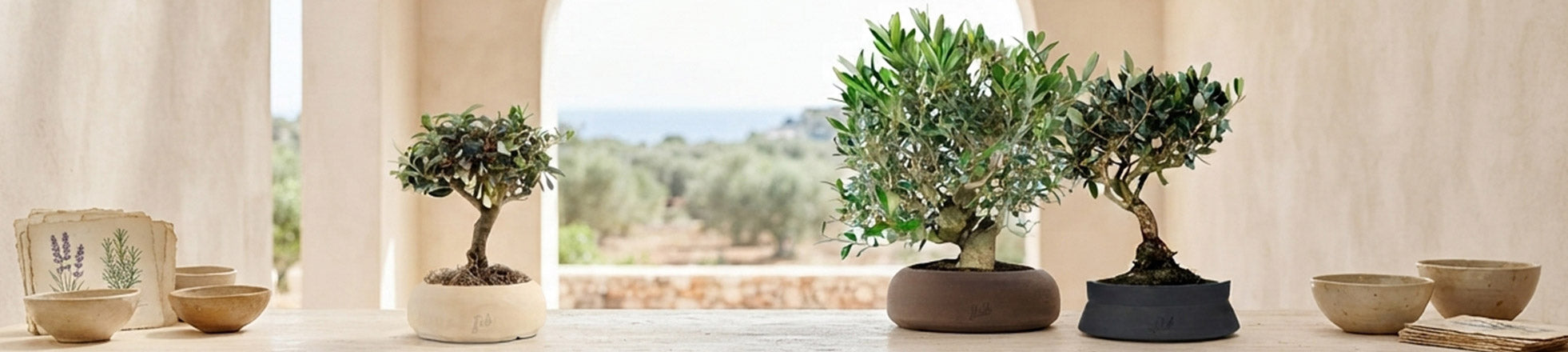 Bonsai Olivo