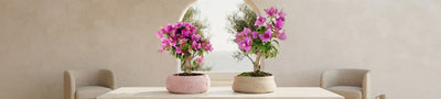 Bonsai Bougainvillea