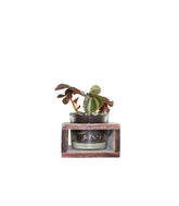 Peperomia con supporto in legno