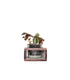 Peperomia con supporto in legno