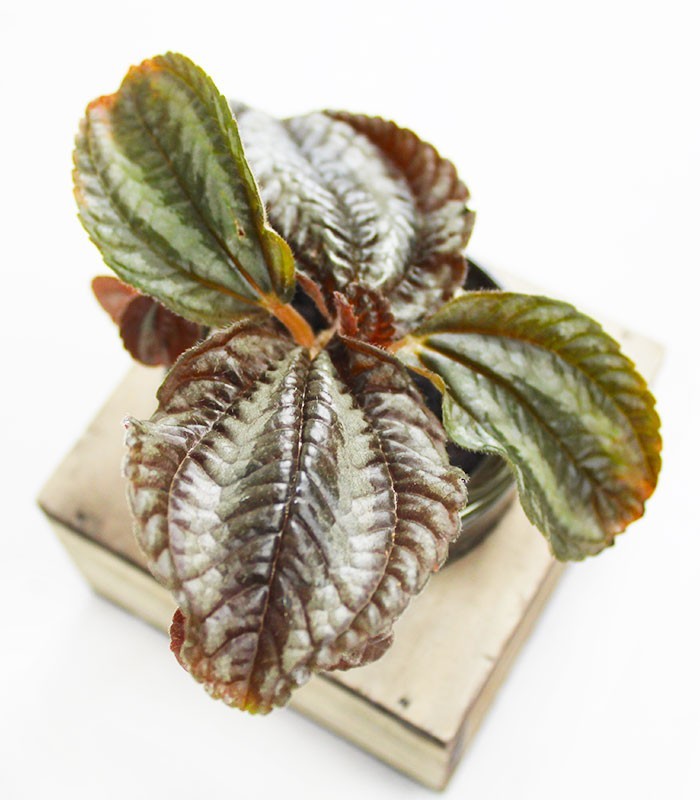 Peperomia con supporto in legno
