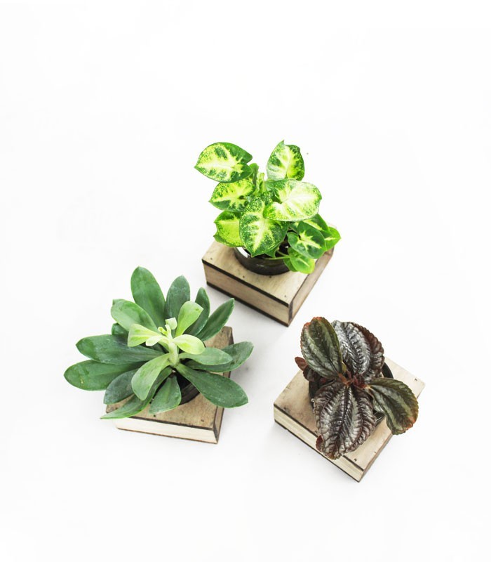 Peperomia con supporto in legno