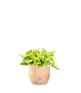 Peperomia green gold