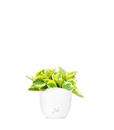 Peperomia green gold