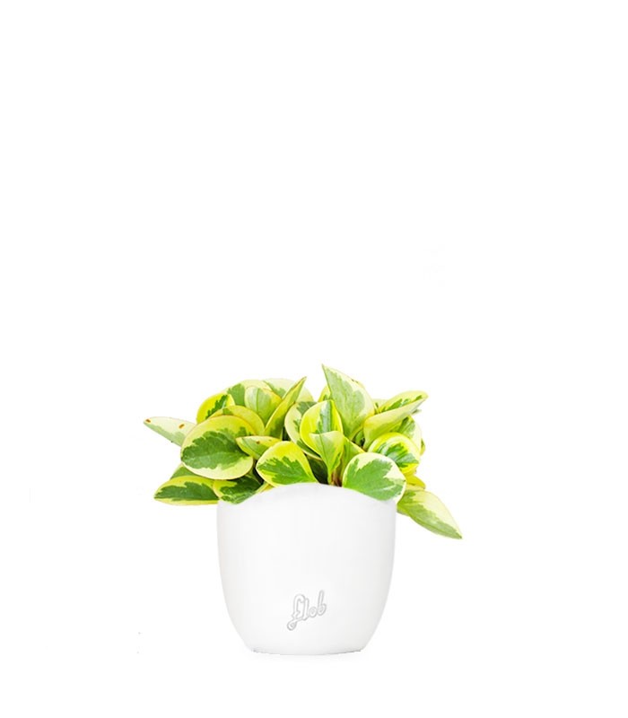 Peperomia green gold