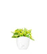 Peperomia green gold