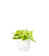 Peperomia green gold