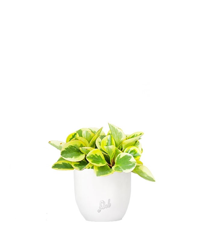 Peperomia green gold