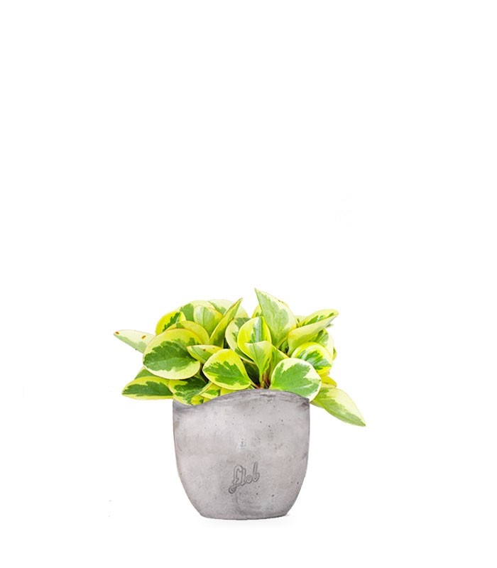 Peperomia green gold