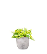 Peperomia green gold