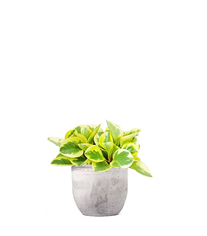 Peperomia green gold