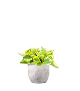 Peperomia green gold
