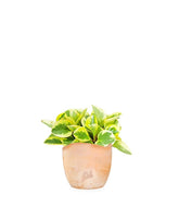 Peperomia green gold