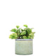 Peperomia idrocoltura