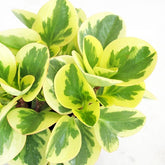 Peperomia green gold