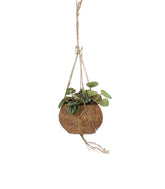 Peperomia in fibra di cocco