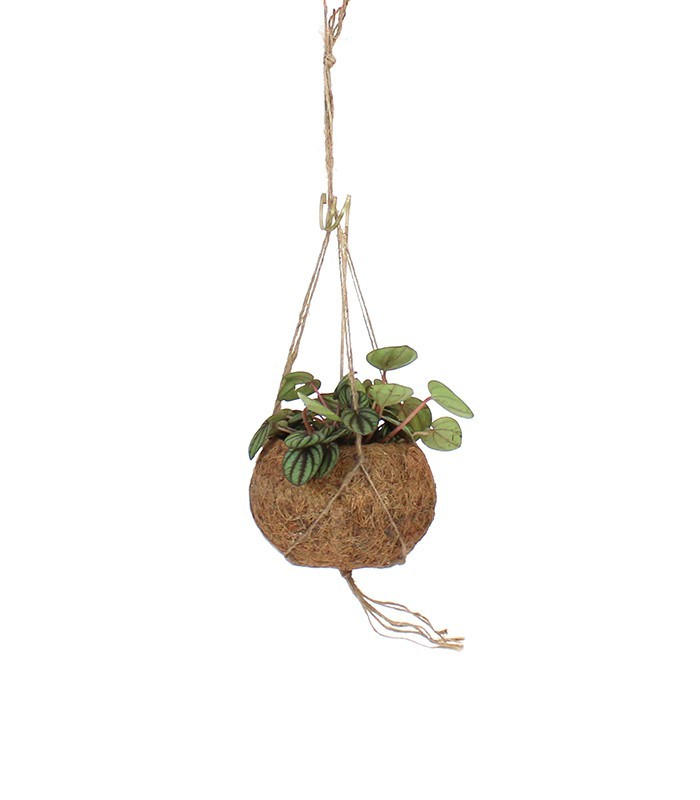 Peperomia in fibra di cocco