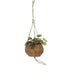 Peperomia in fibra di cocco