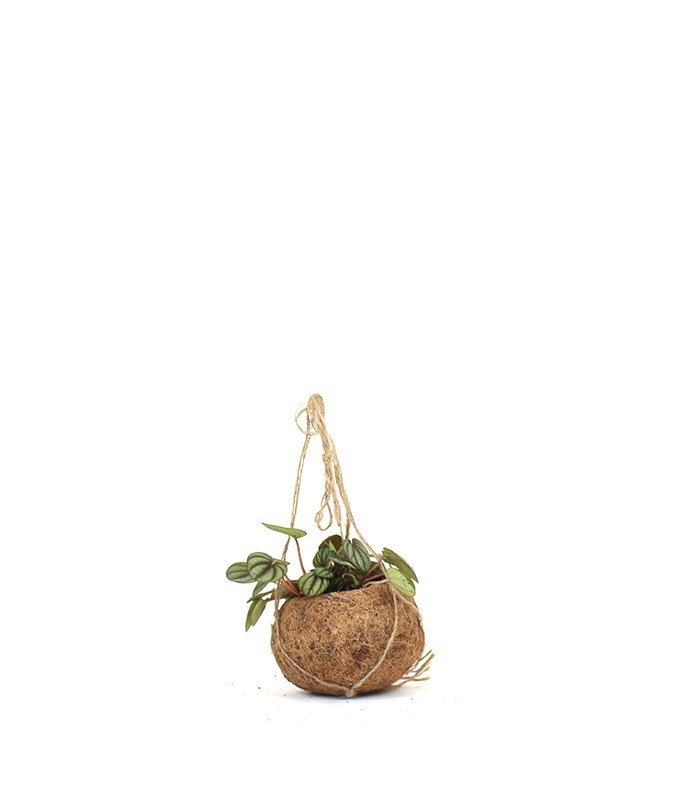 Peperomia in fibra di cocco