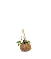 Peperomia in fibra di cocco