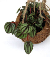 Peperomia in fibra di cocco