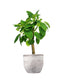 Peperomia Velvetree