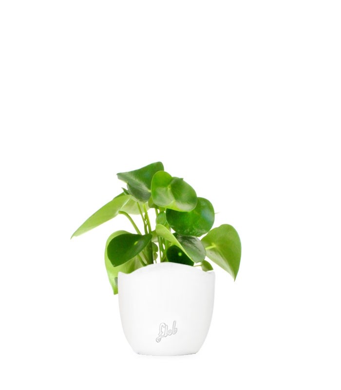 Peperomia Raindrop