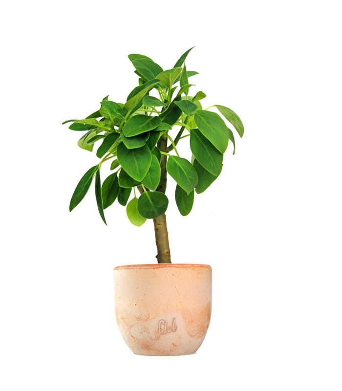 Peperomia Velvetree