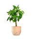 Peperomia Velvetree