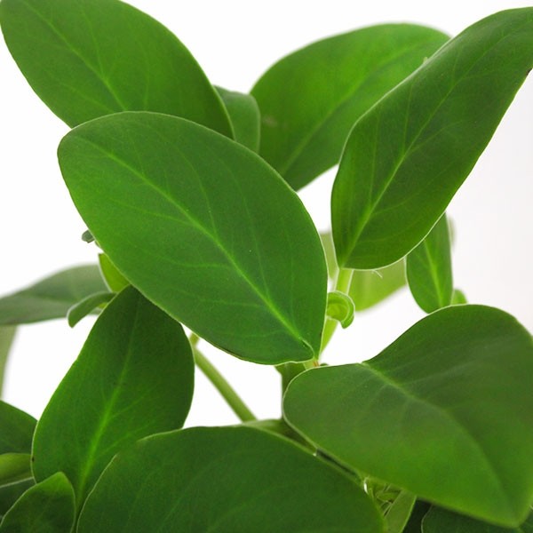Peperomia Velvetree