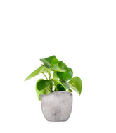Peperomia Raindrop