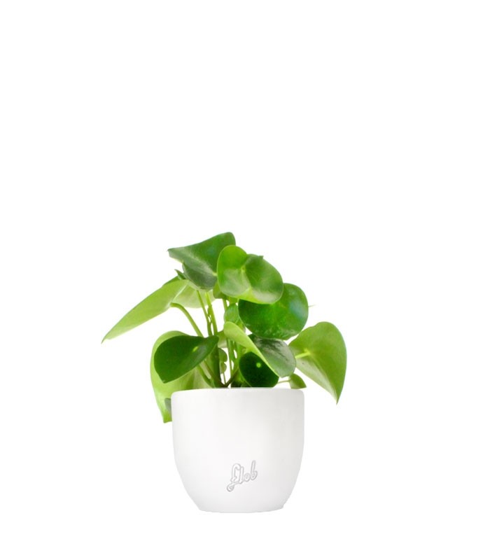 Peperomia Raindrop