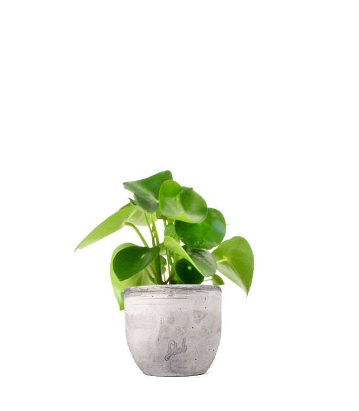 Peperomia Raindrop