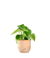 Peperomia Raindrop