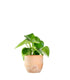 Peperomia Raindrop