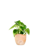 Peperomia Raindrop