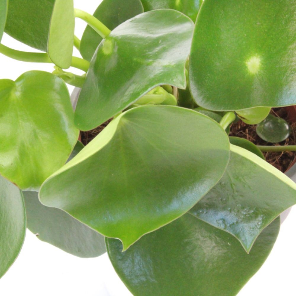Peperomia Raindrop