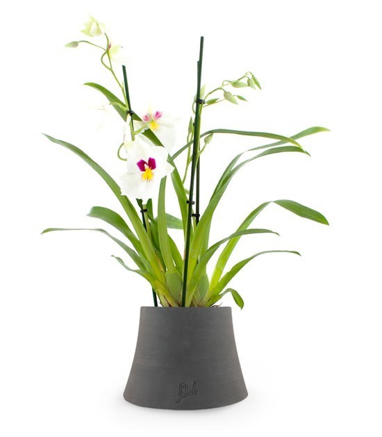 Phalaenopsis Miltoniopsis Bianca