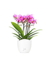 Phalaenopsis Boquetto Delight