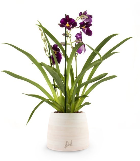 Phalaenopsis Miltoniopsis Viola