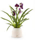 Phalaenopsis Miltoniopsis Viola