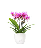 Phalaenopsis Boquetto Delight